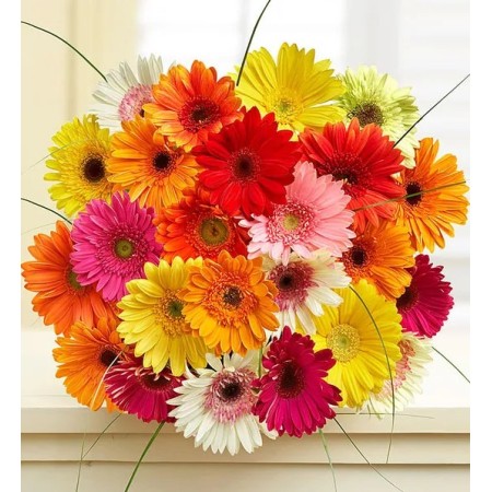 Gerberas Felices