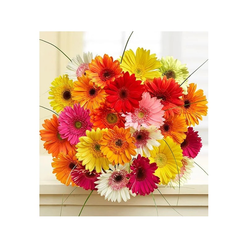 Gerberas Felices